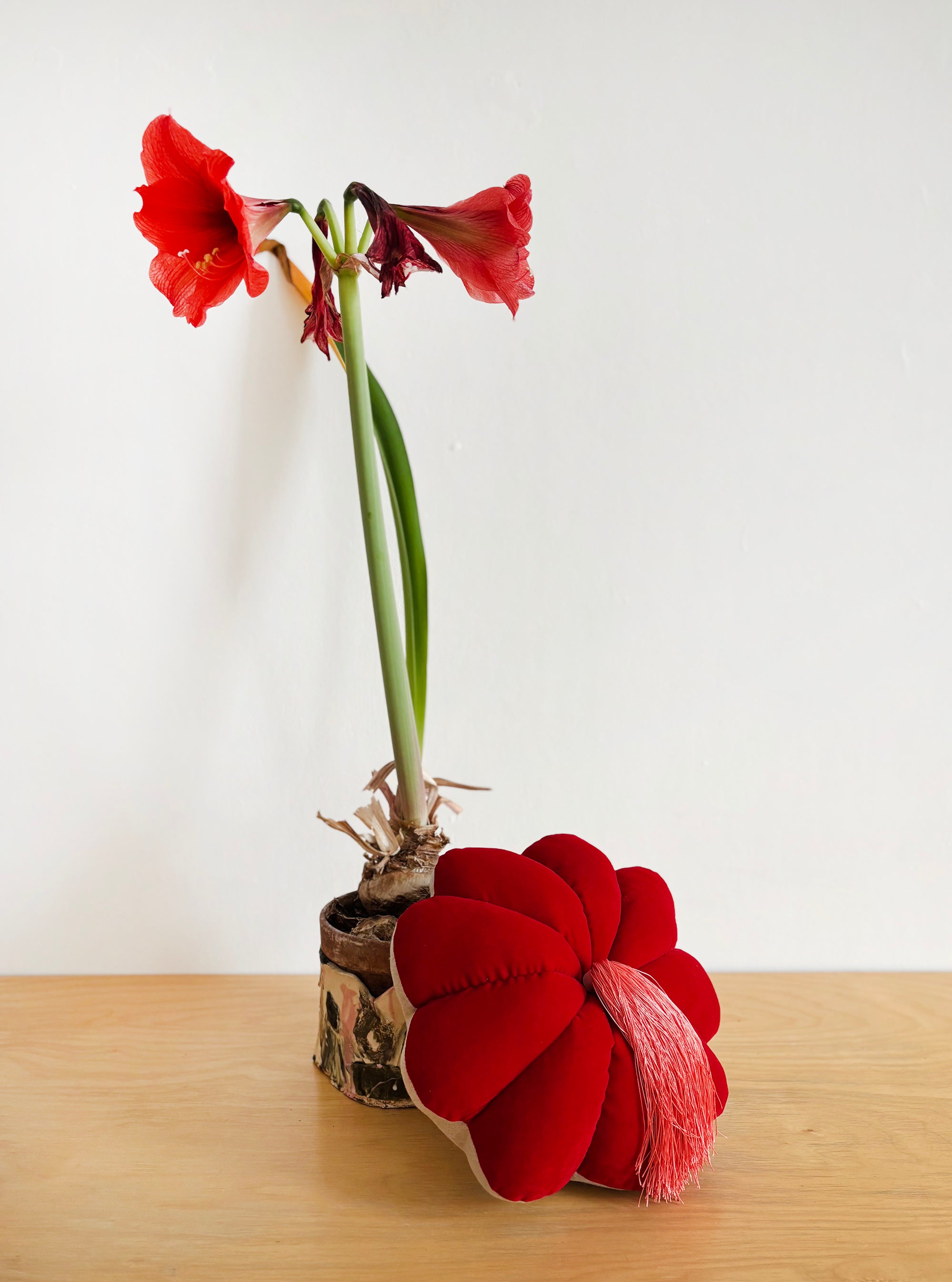 FULL BLOOM, RED -  DARK PEACH TASSEL