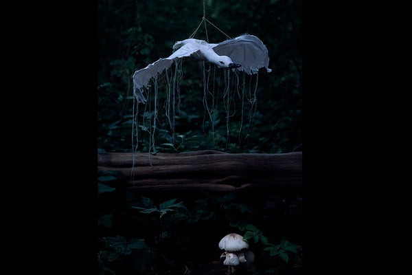 Dusk - Photos by Sarah Wilmer